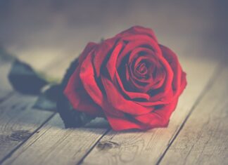 “La forma più alta del tenero amore” di Maria Cristina Adragna